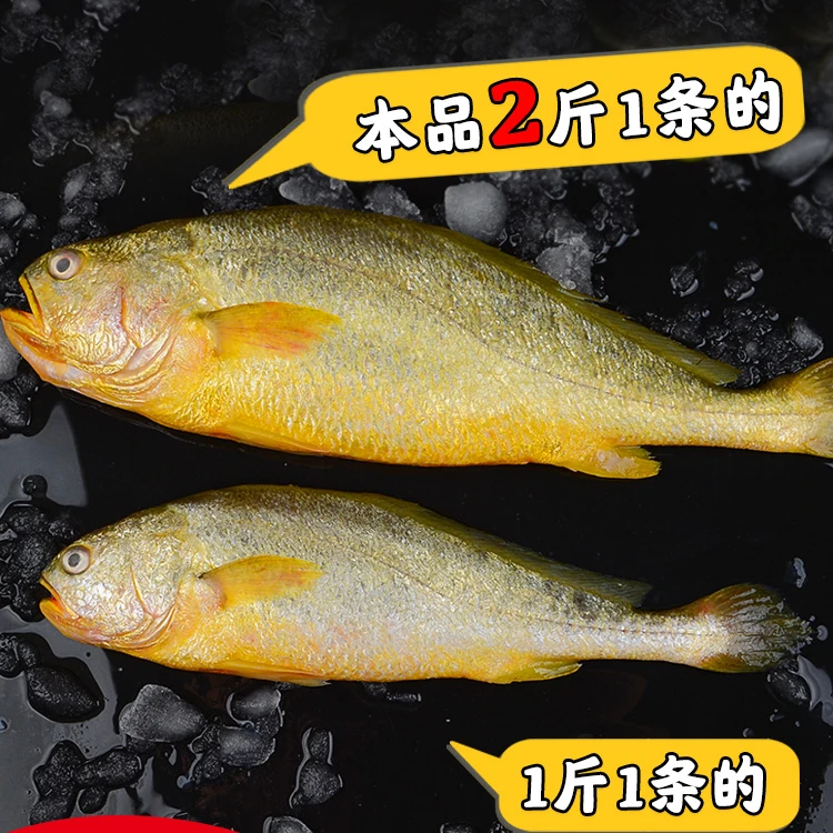 原产地深海生态野化大黄鱼二斤以上两条装美味冰鲜黄花鱼顺丰包邮