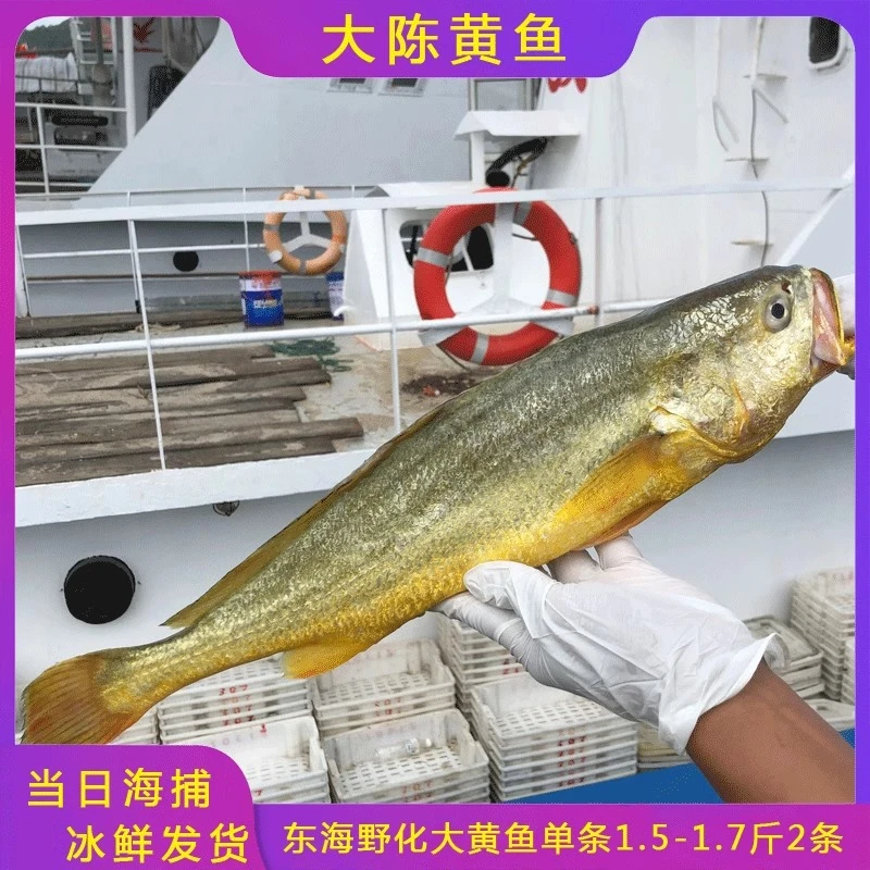 深海大陈岛有机大黄鱼无抗生素东海特大号黄花鱼1.5-1.8斤两条装