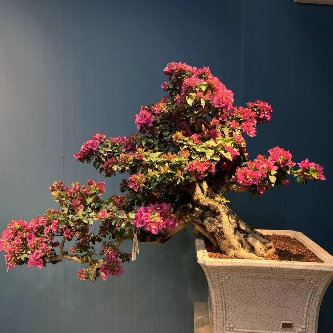 三角梅盆景好养易活 室内室外植物 一物一拍