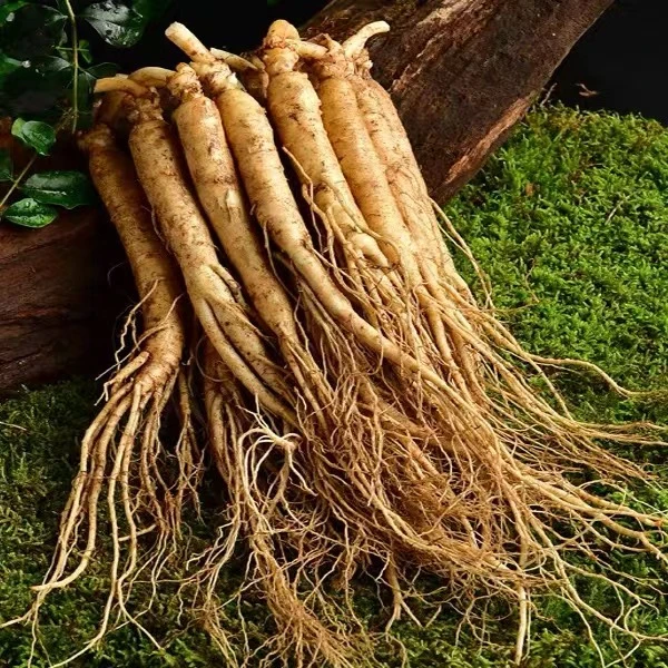 老妹【单支10g左右】福利少量库存东北吉林长白山新鲜人参（10支装）