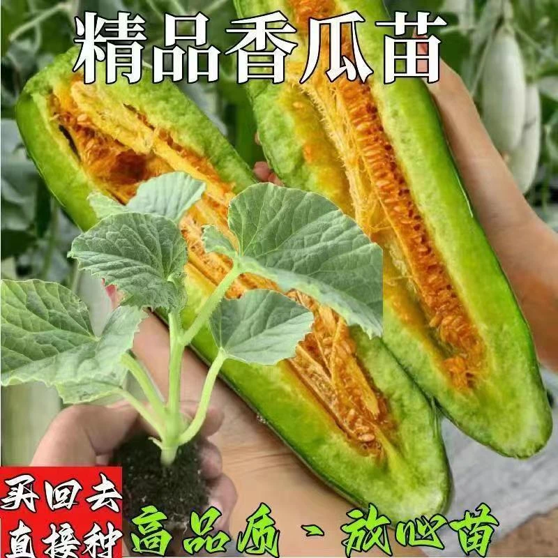 羊角蜜甜瓜苗羊角酥甜瓜秧苗香瓜苗密正品春季四季水果蔬菜种孑