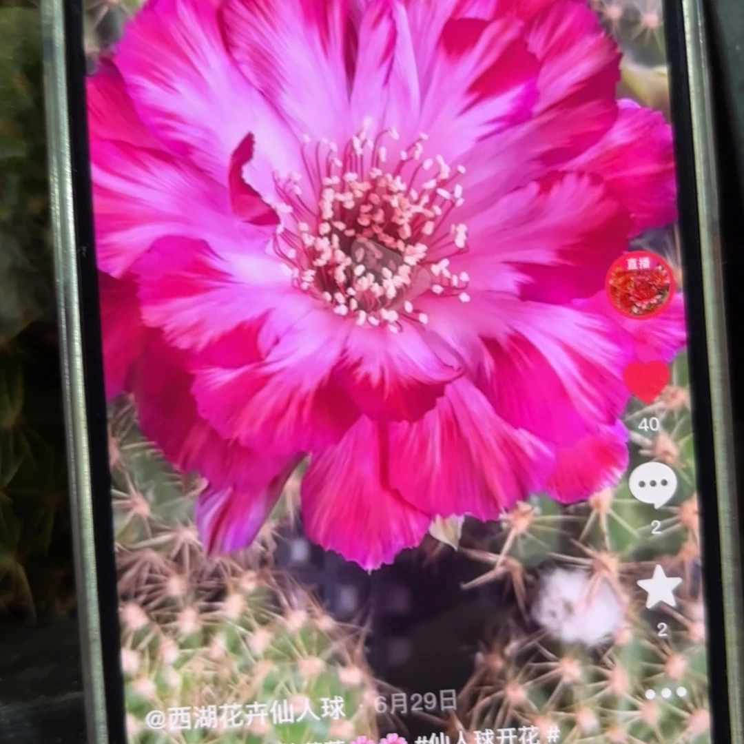 0710丽花//20包邮仙人球22