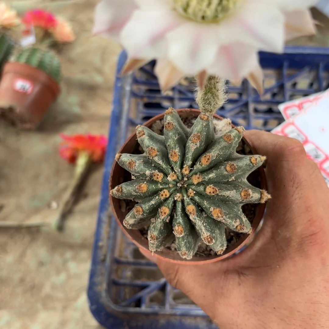 173 实生球脱花脱土
