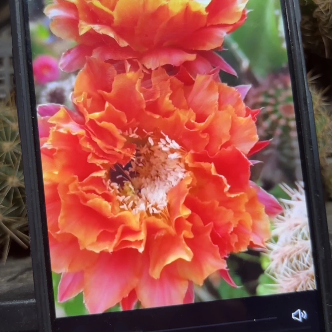 千层淑彩/20包邮/仙人球38