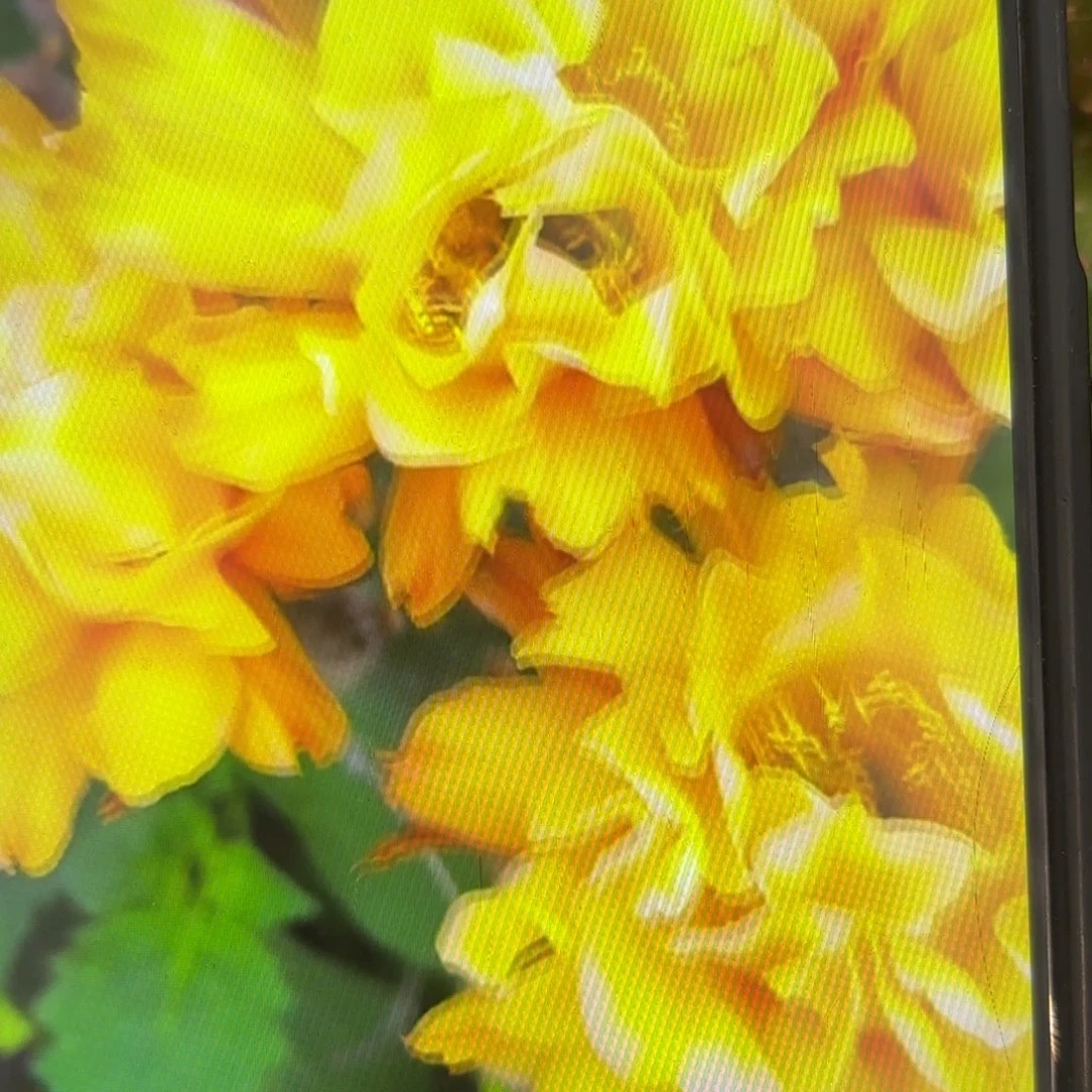 依然彩/侧牙歪20包邮5公分左右39