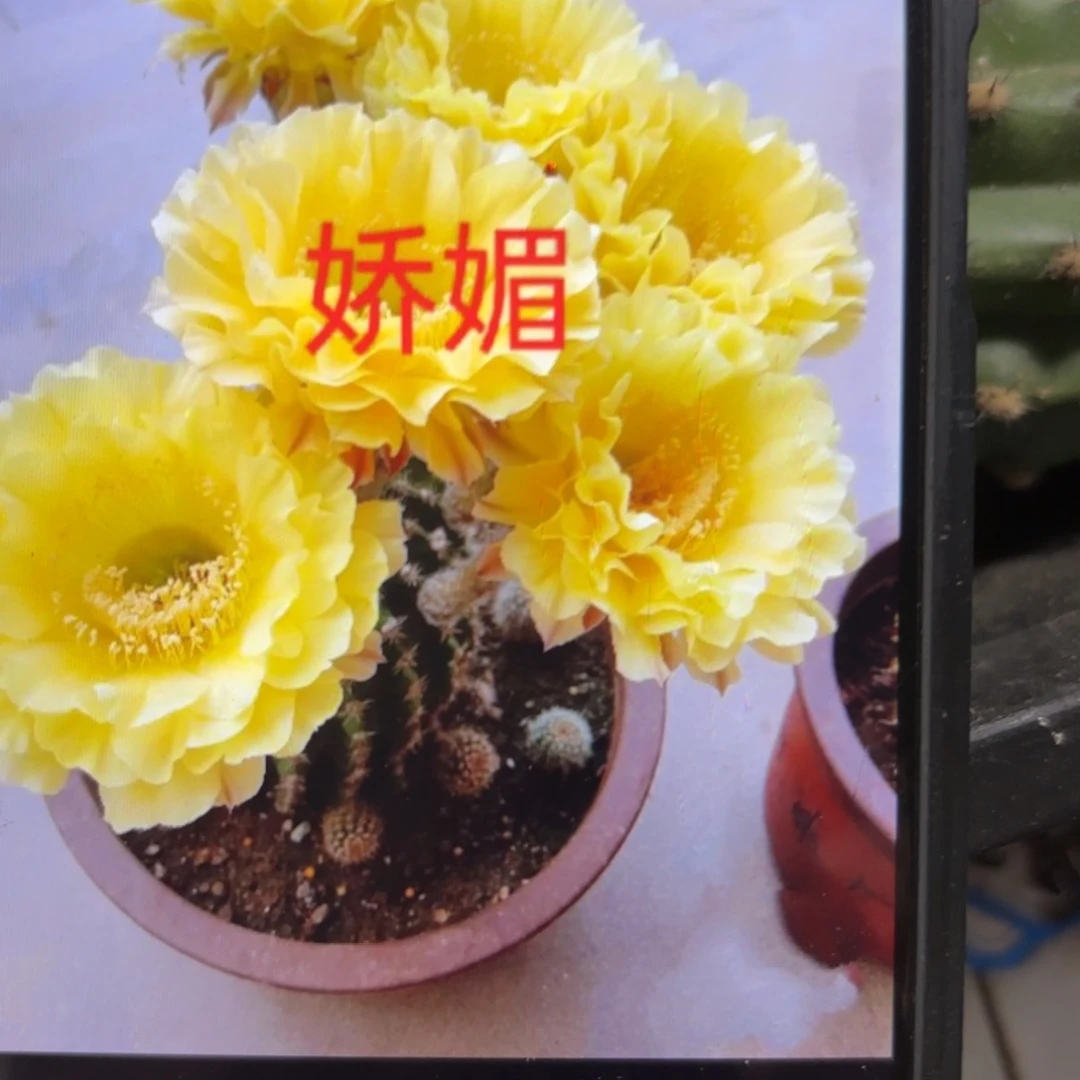 娇媚彩/侧牙歪20包邮4公分左右仙人球3