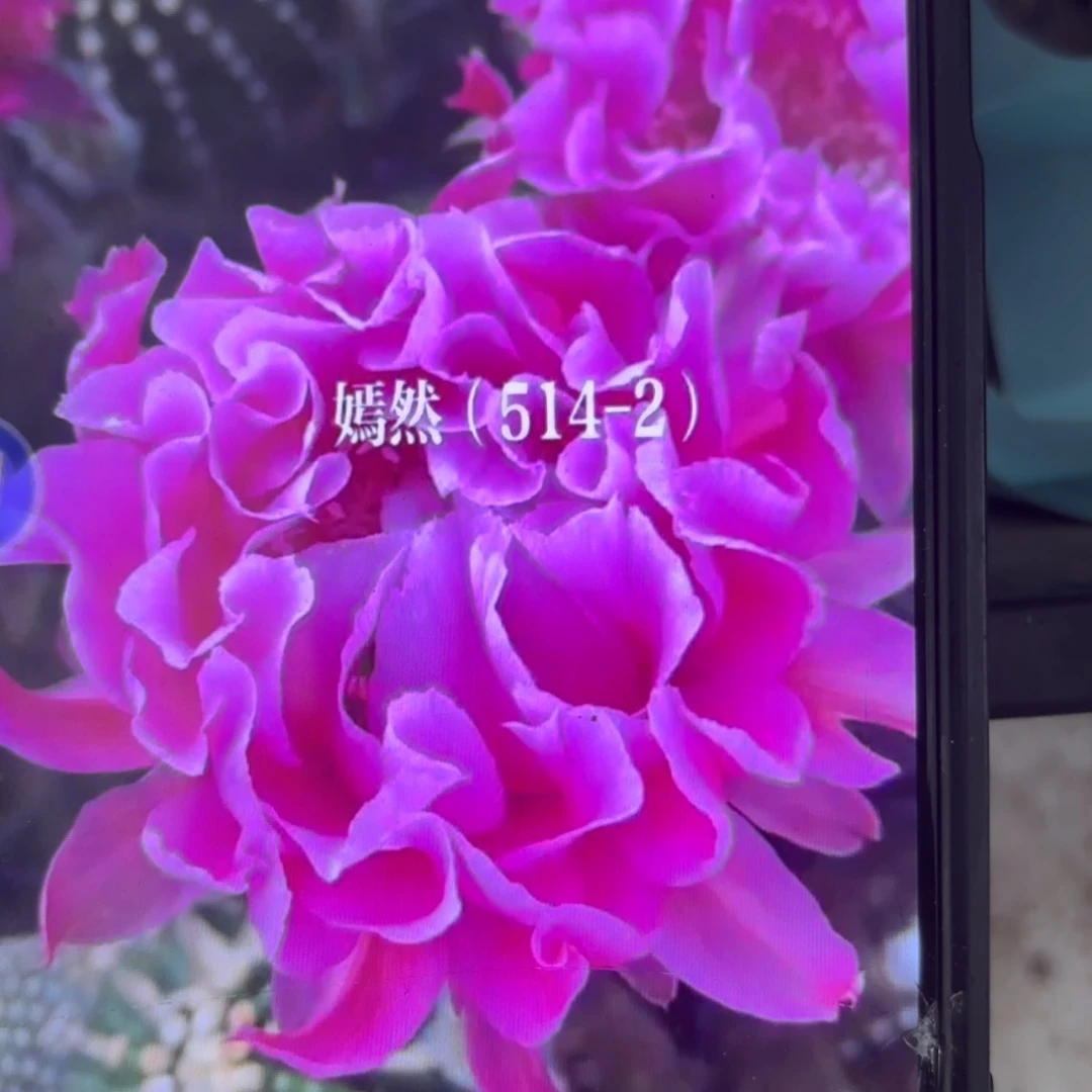 514-2 ///20包邮侧牙