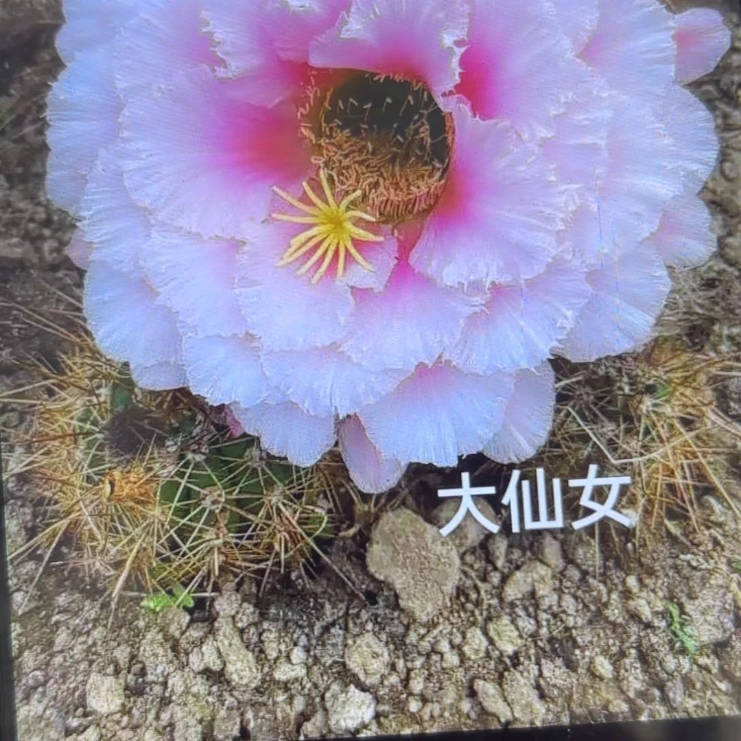 海**梦大仙女毛侧牙歪20包邮5公分左右37