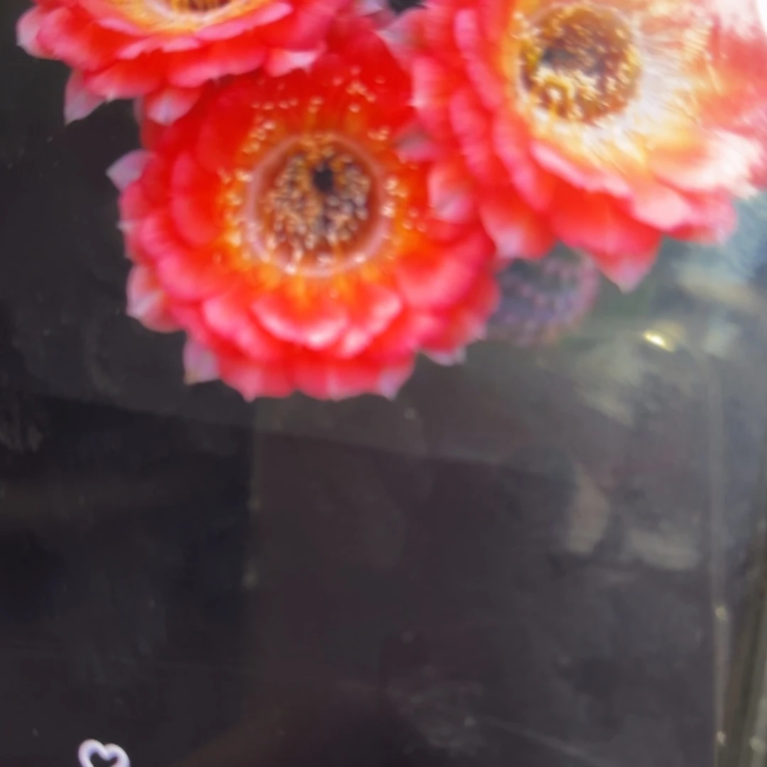 1537瑕/////20包邮仙人球11