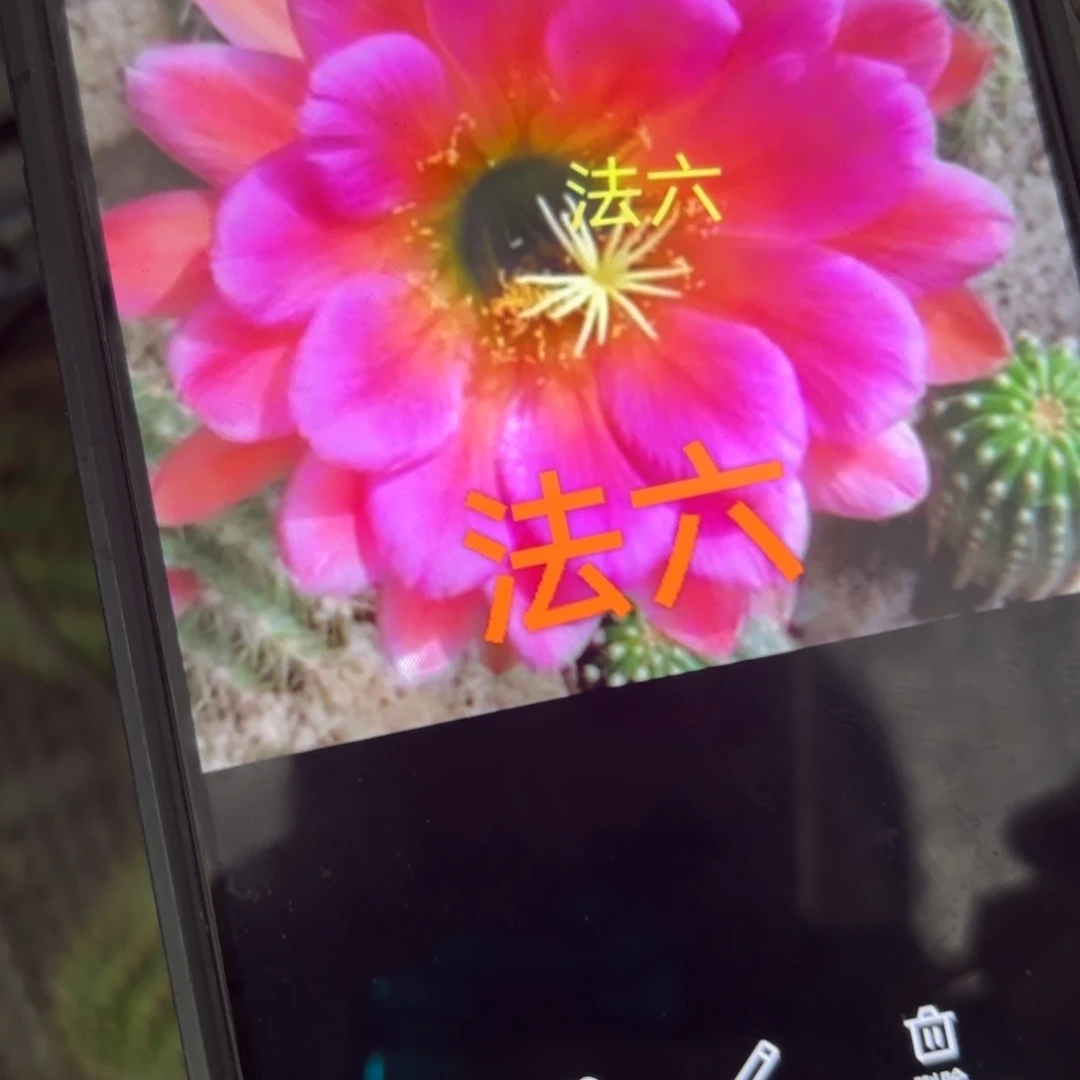 法六毛//20包邮仙人球侧牙13