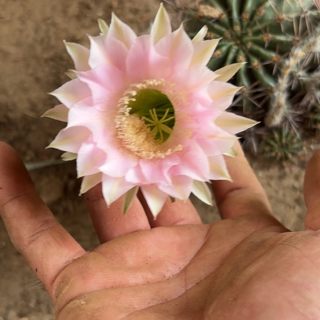 264 实生仙人球20包邮脱花脱土