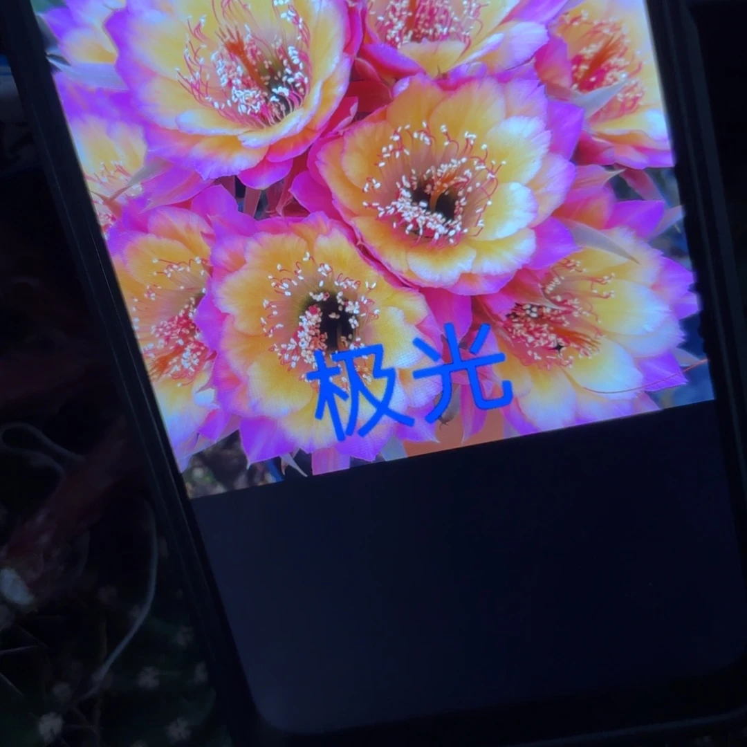 极光丽花/20包邮仙人球40