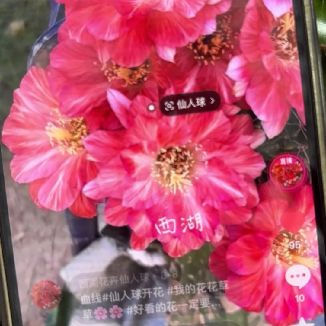 血线丽花/侧牙歪3公分左右20包邮54