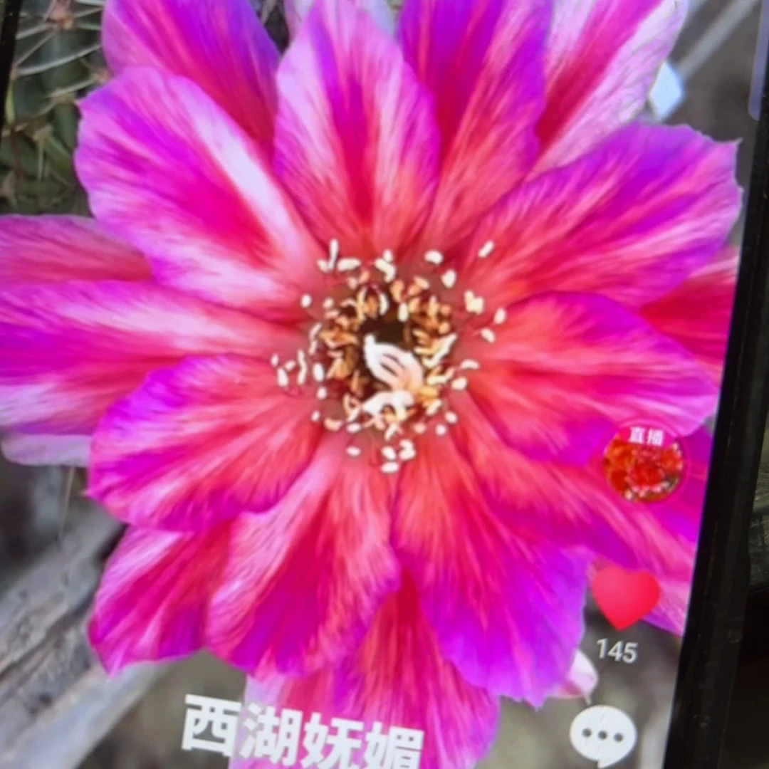 妩媚丽花侧牙歪29包邮5公分左右21