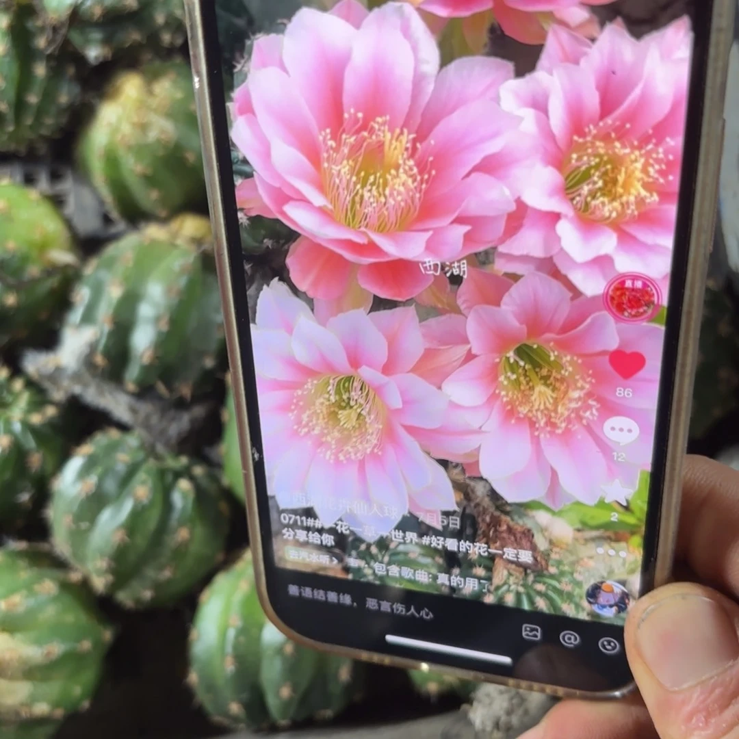 0711丽花侧牙仔20包邮4公分左右37