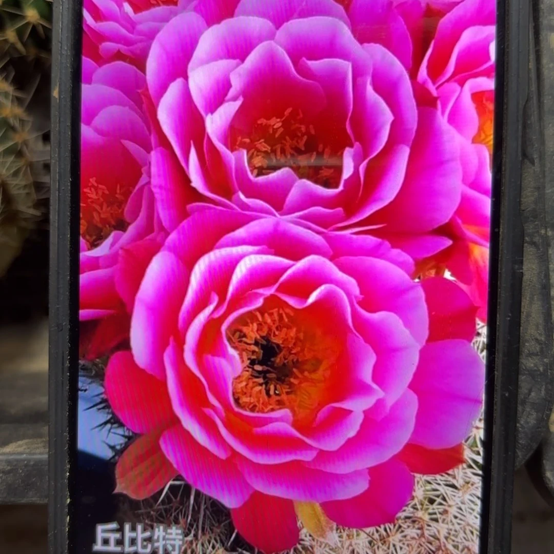 丘比特侧牙歪20包邮5公分左右31