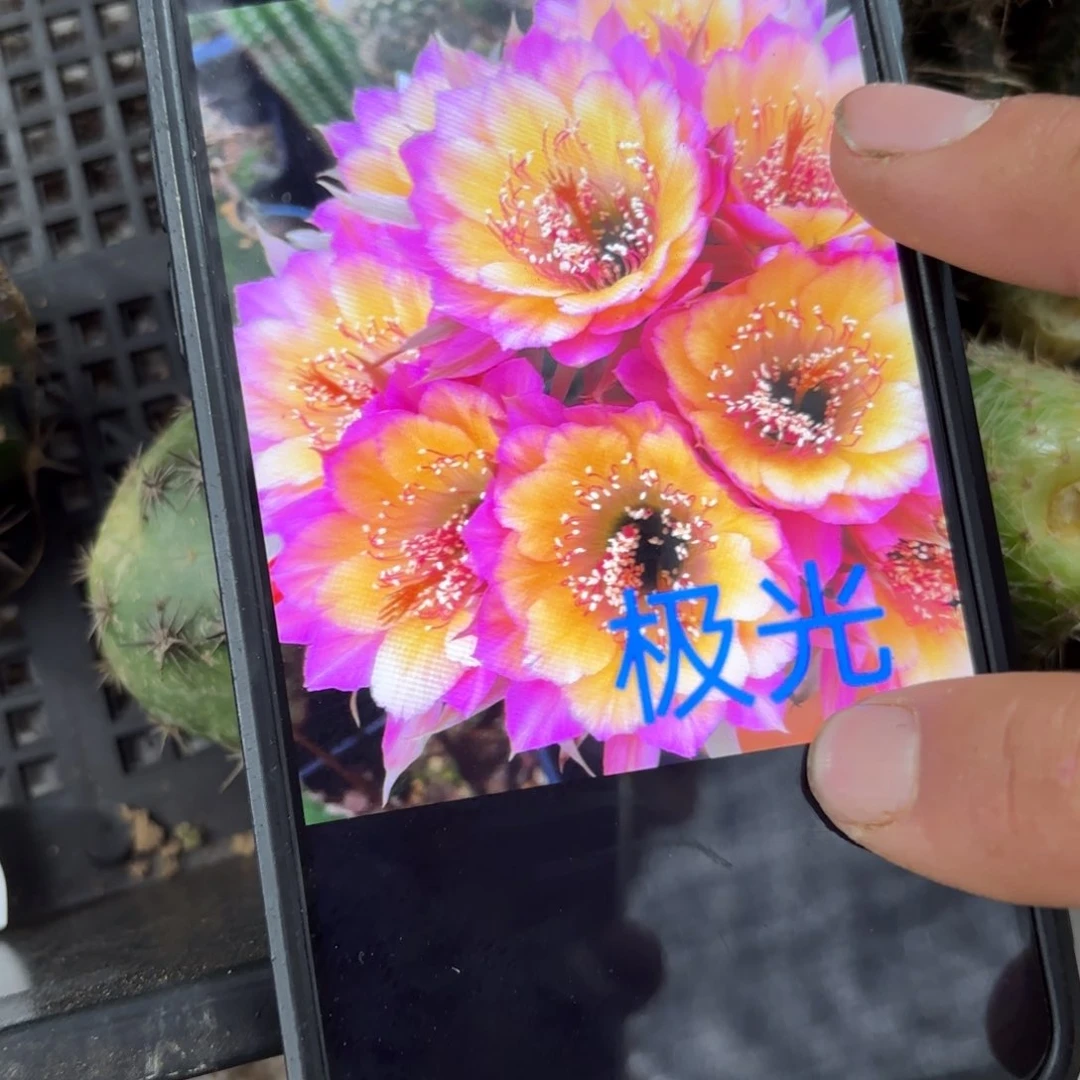 极光丽花/20包邮仙人球36
