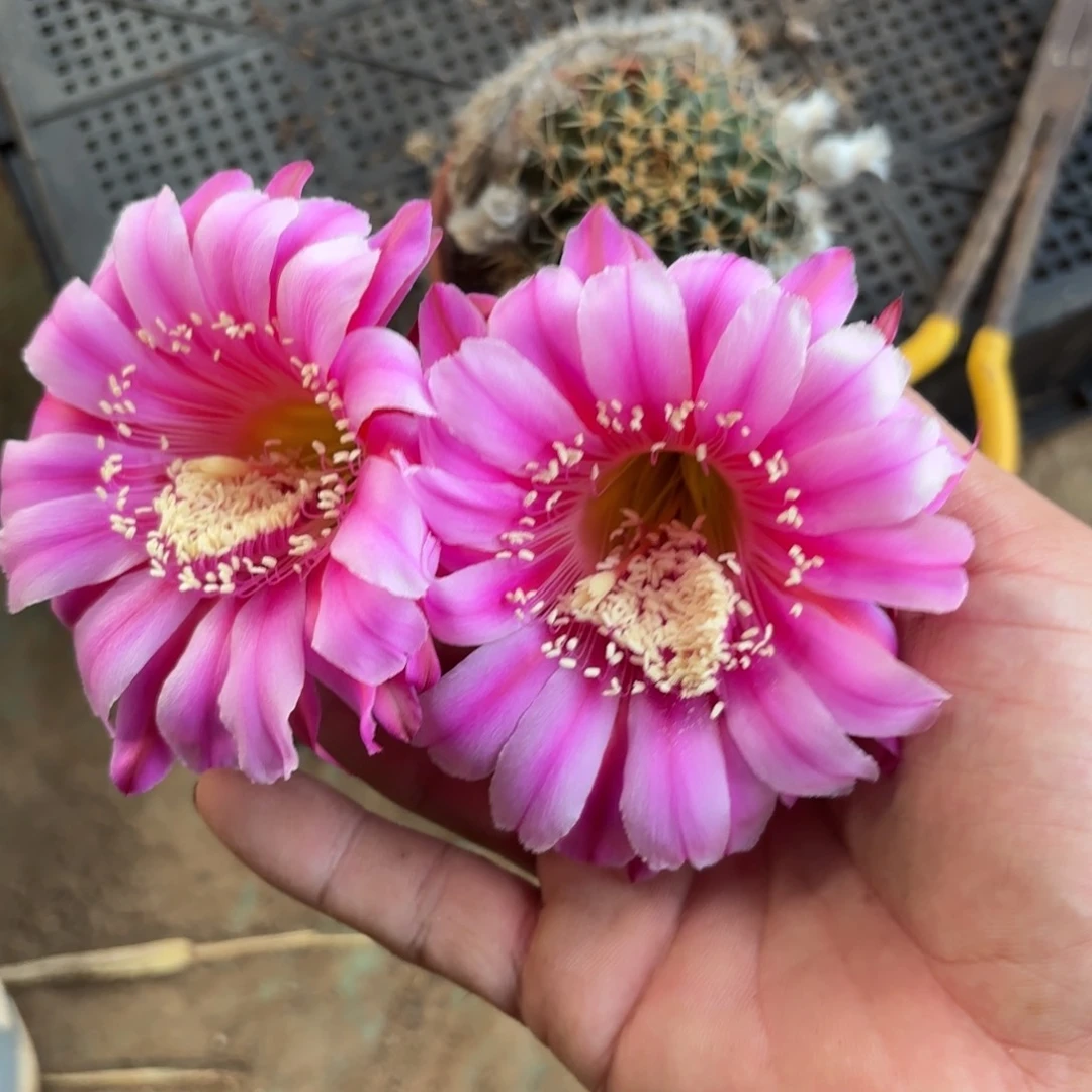 56号脱花脱土实生仙人球