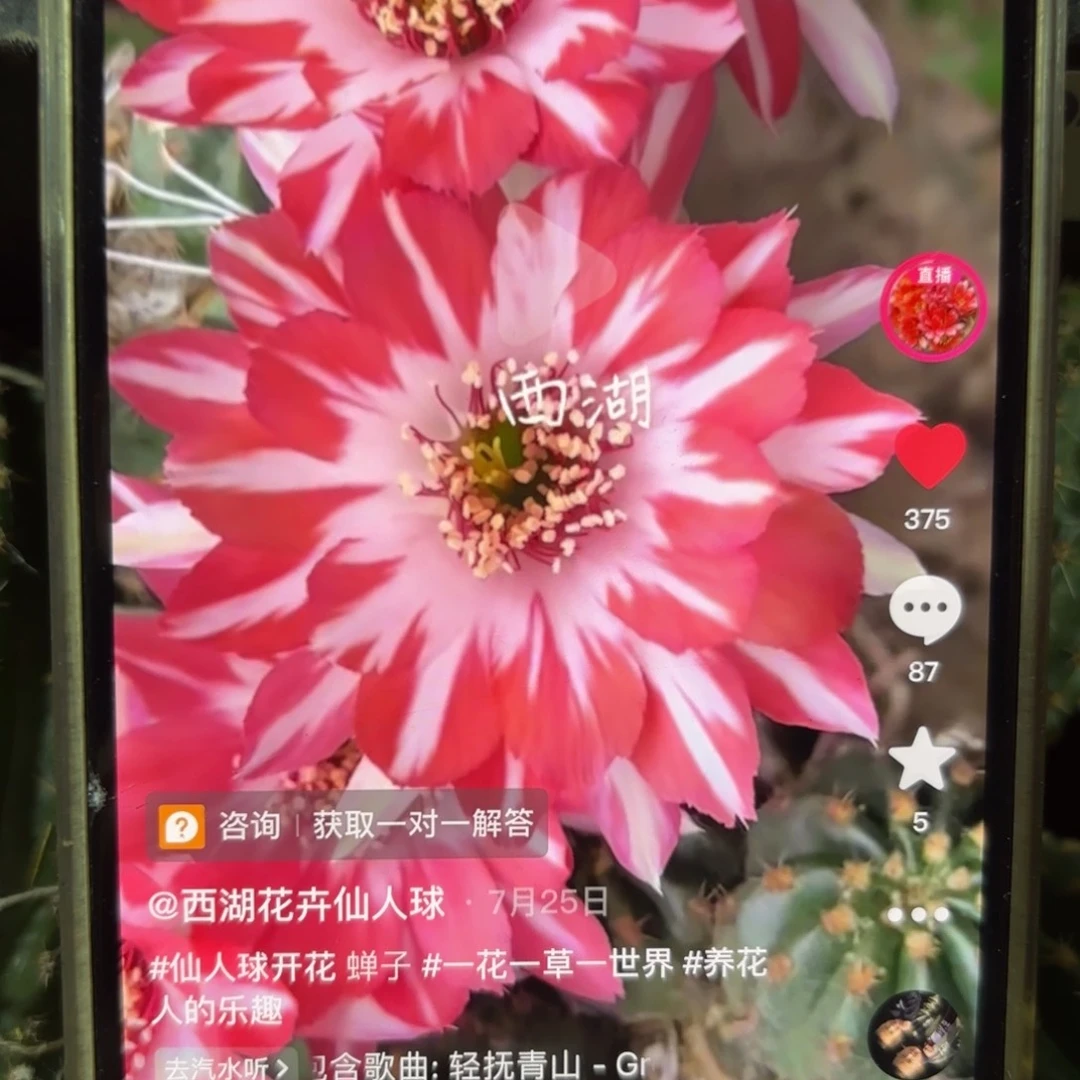 蝉衣丽花侧牙歪20包邮4公分左右14