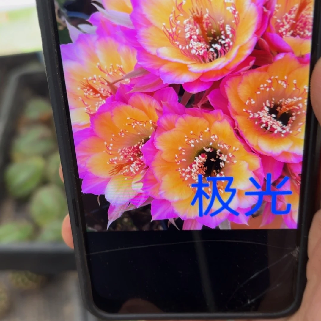 极光丽侧牙歪20包邮5公分左右12