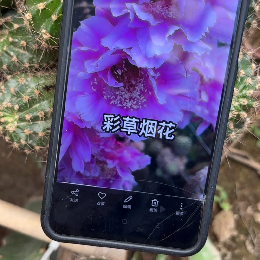 大烟花/20包邮仙人球