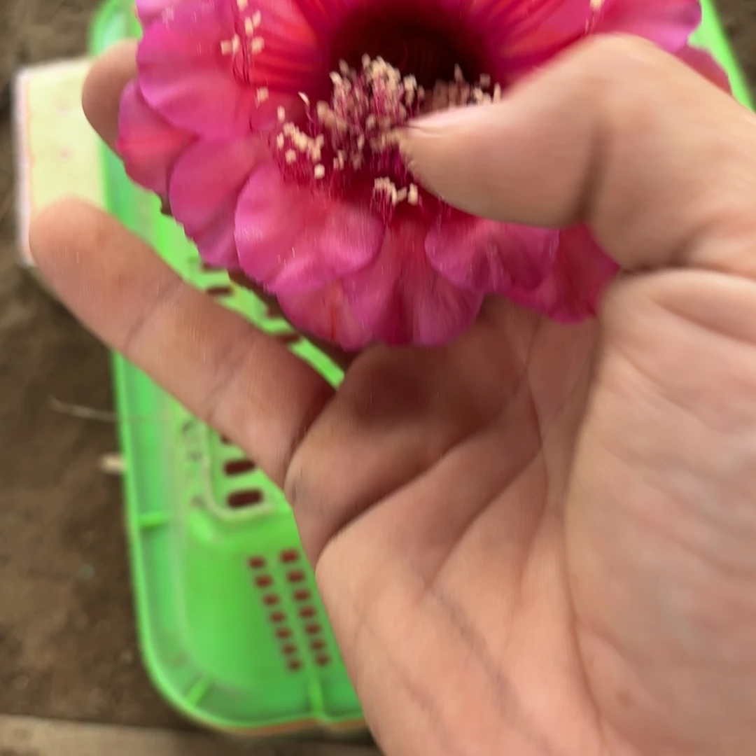 30 实生球脱花脱土