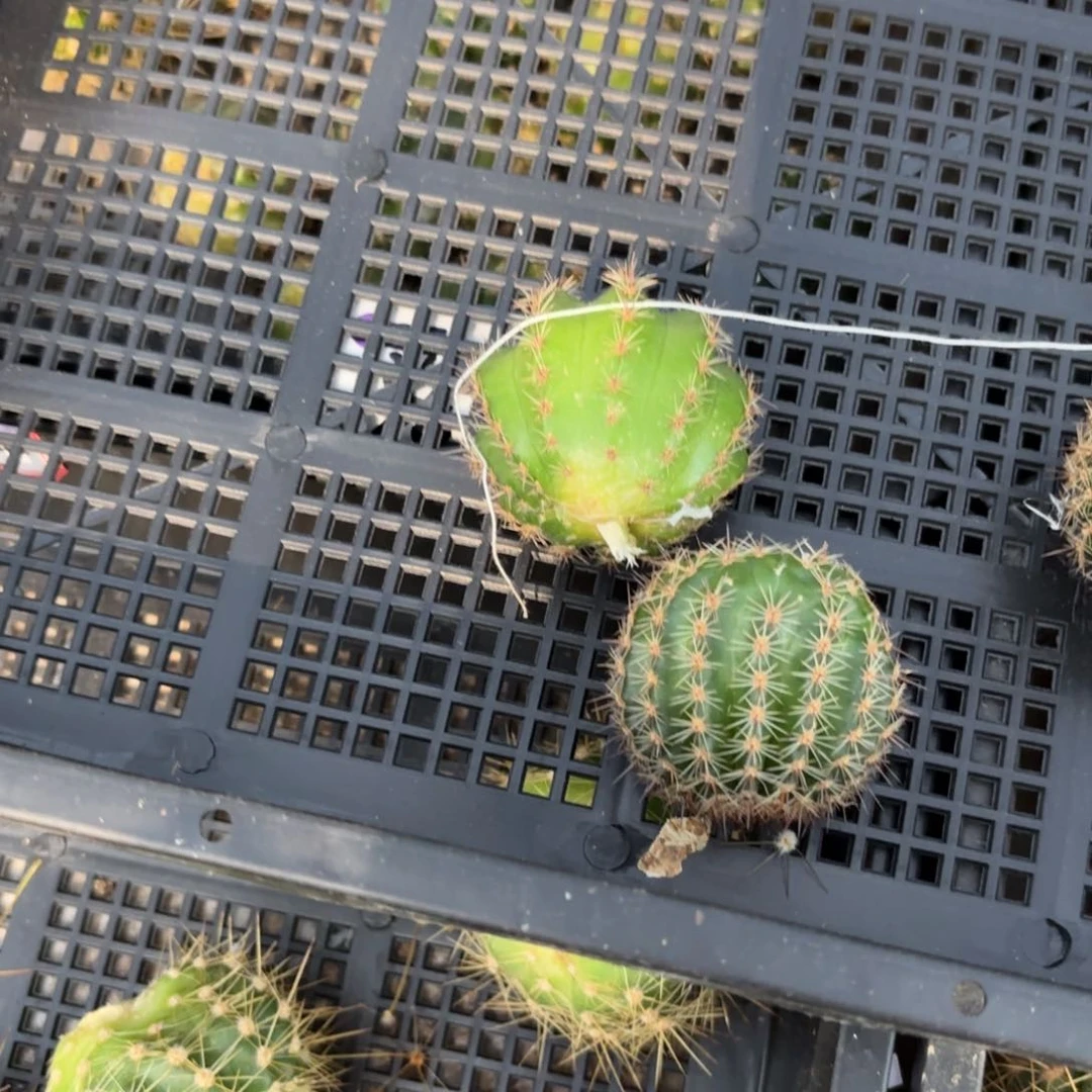 春**花38号彩草无根