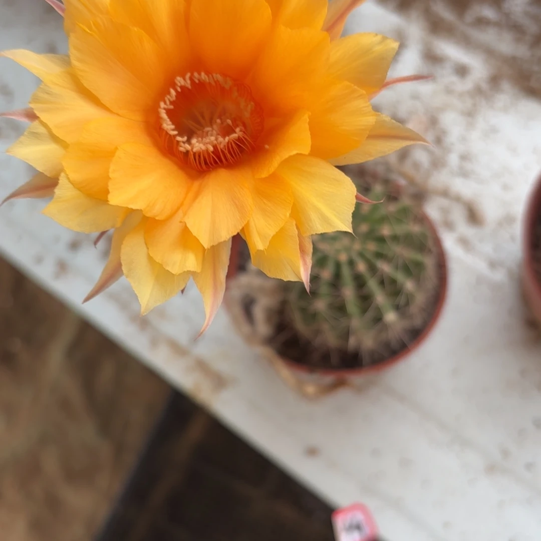 520 摘花脱土20包邮