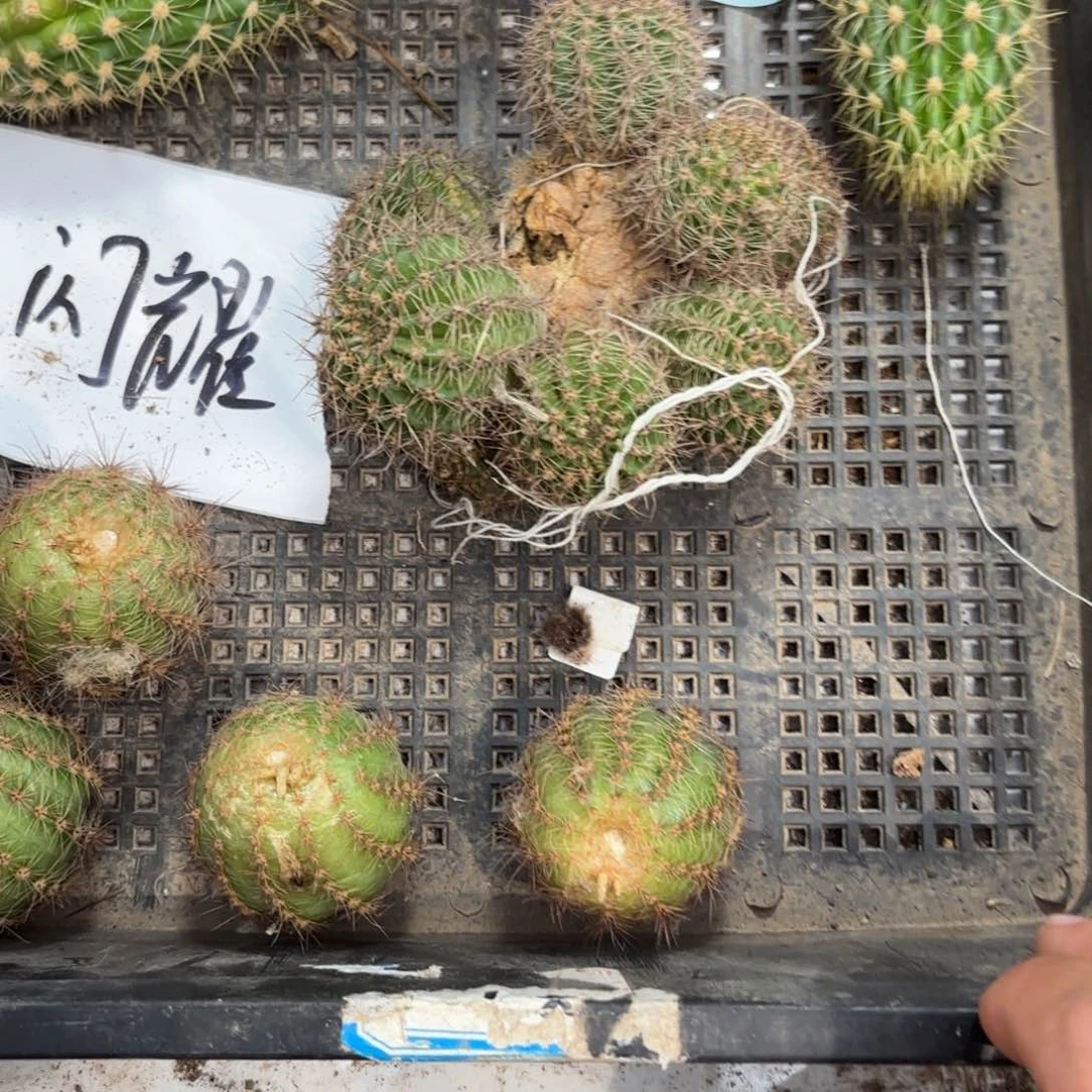 闪耀群头34 20包邮仙人球