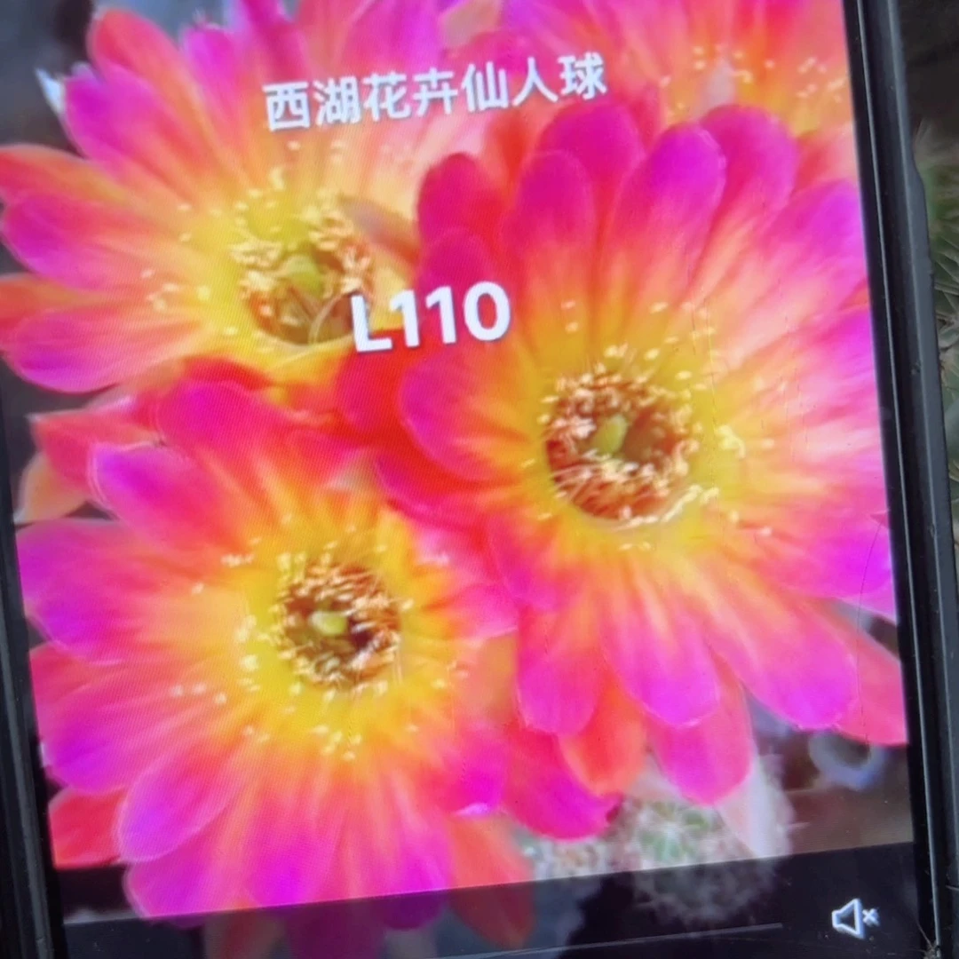 11丽花侧牙歪/20包邮3公分左右26