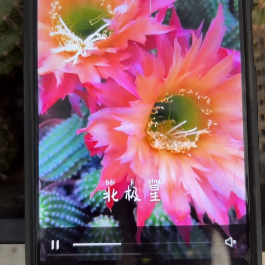 北极星毛/侧牙歪20包邮5公分左右36