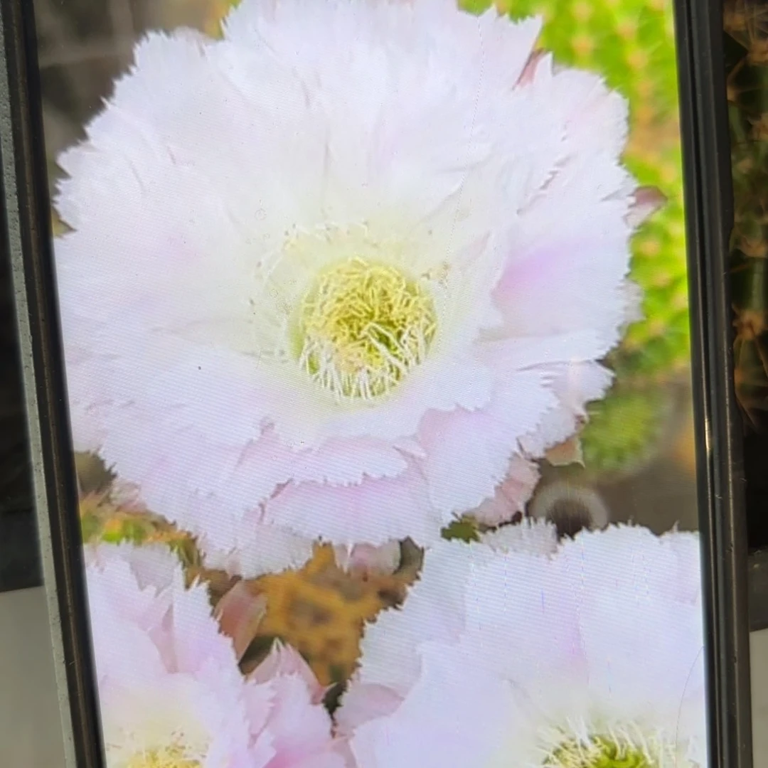 冰可可彩/侧牙歪20包邮5公分左右41花