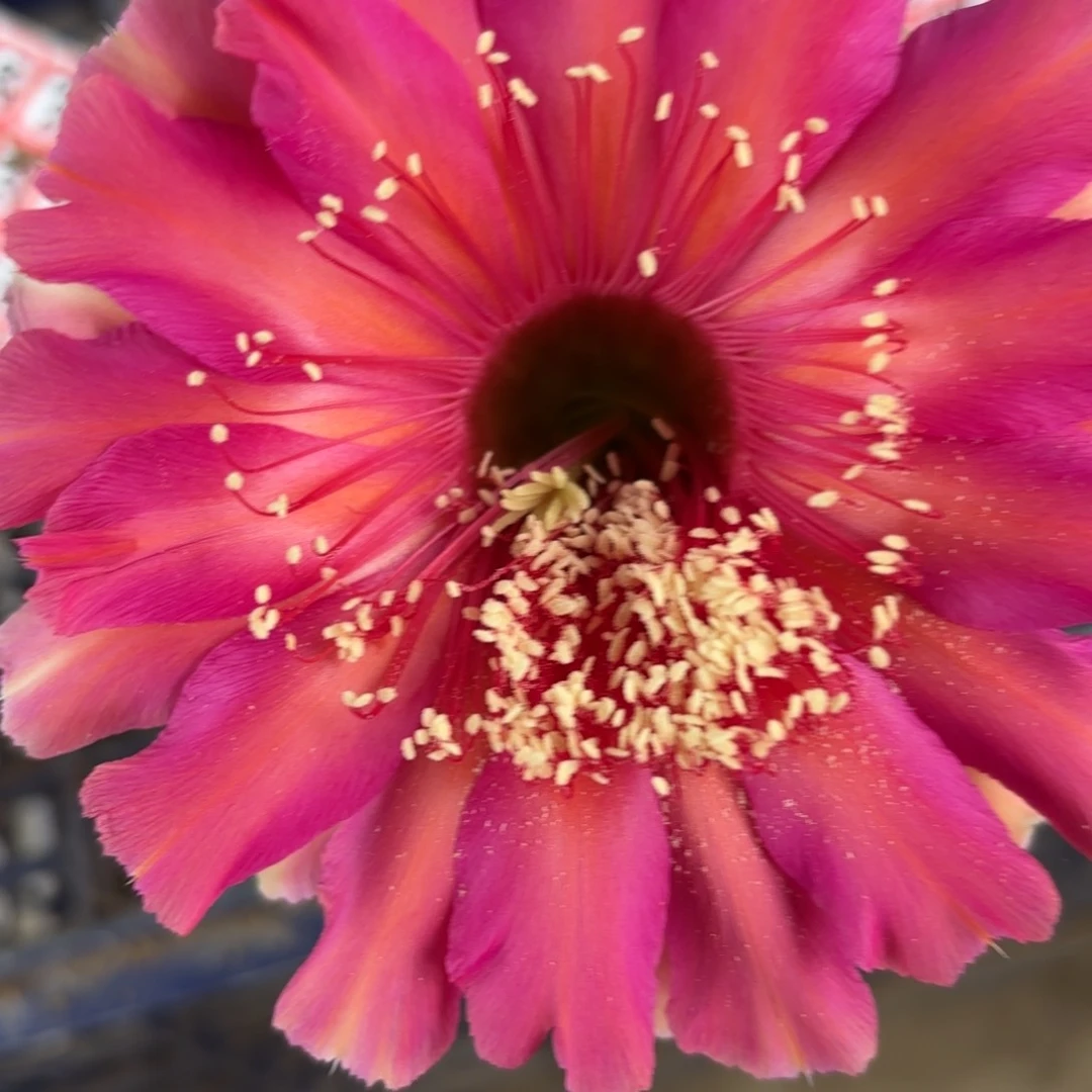 203 实生20包邮脱花脱土