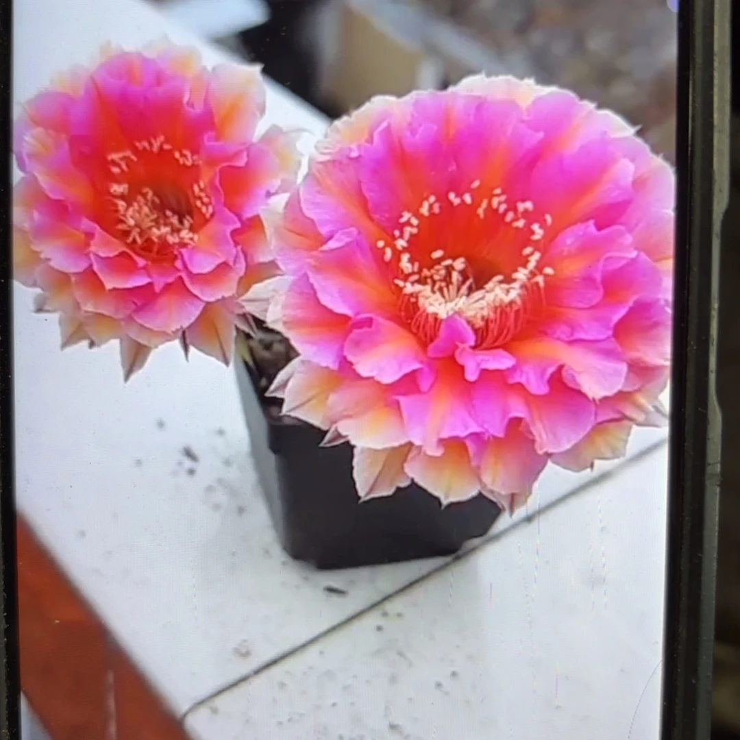 水仙006彩侧牙歪20包邮5公分左右37