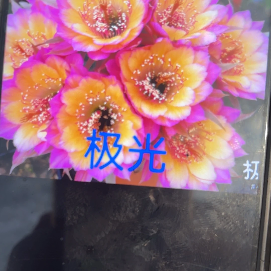 极光大/侧牙歪20包邮5公分左右38