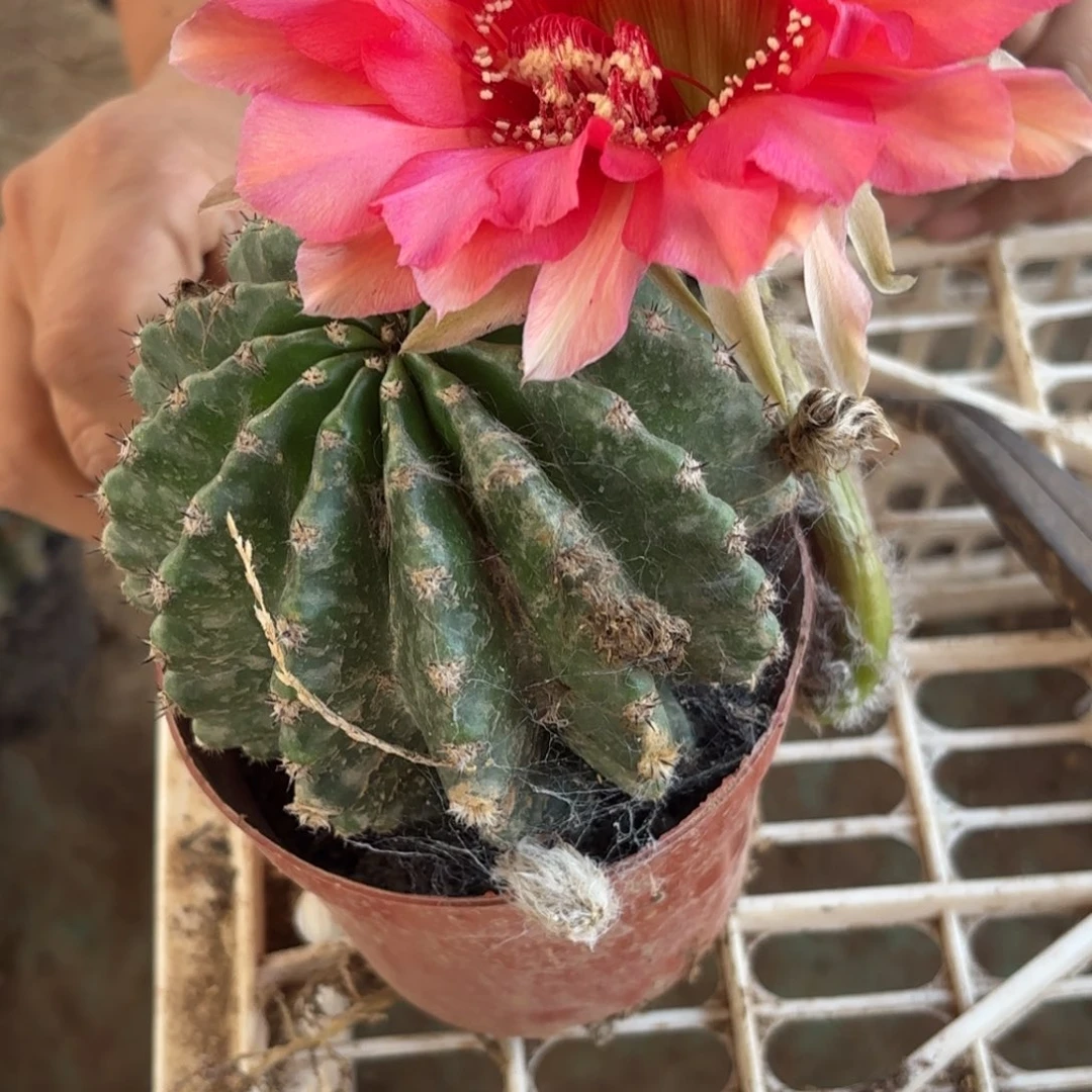 111 号脱花脱土实生仙人球