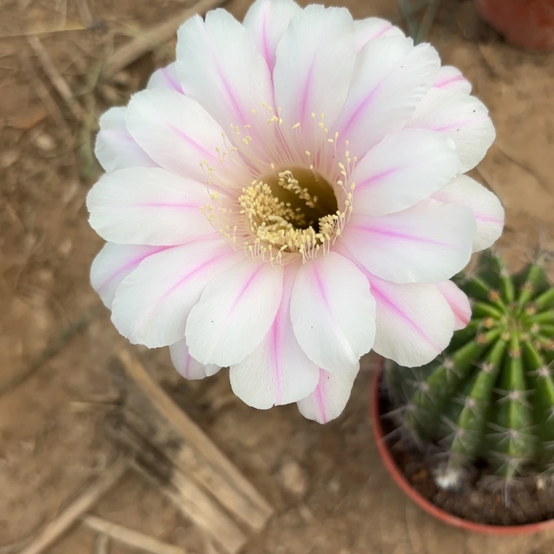 466 实生20包邮脱花脱土