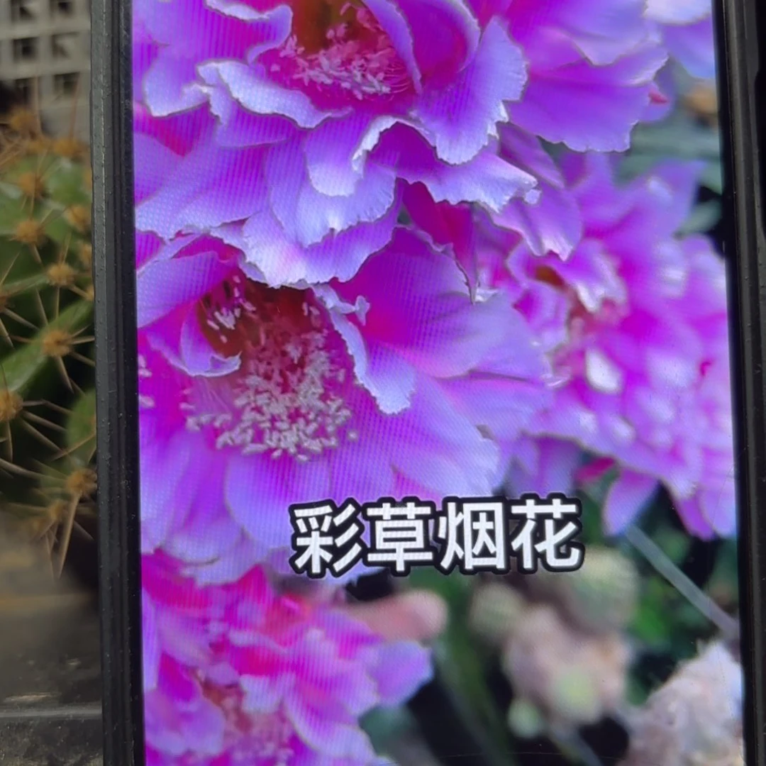 烟花彩//侧牙歪28包邮5公分左右49