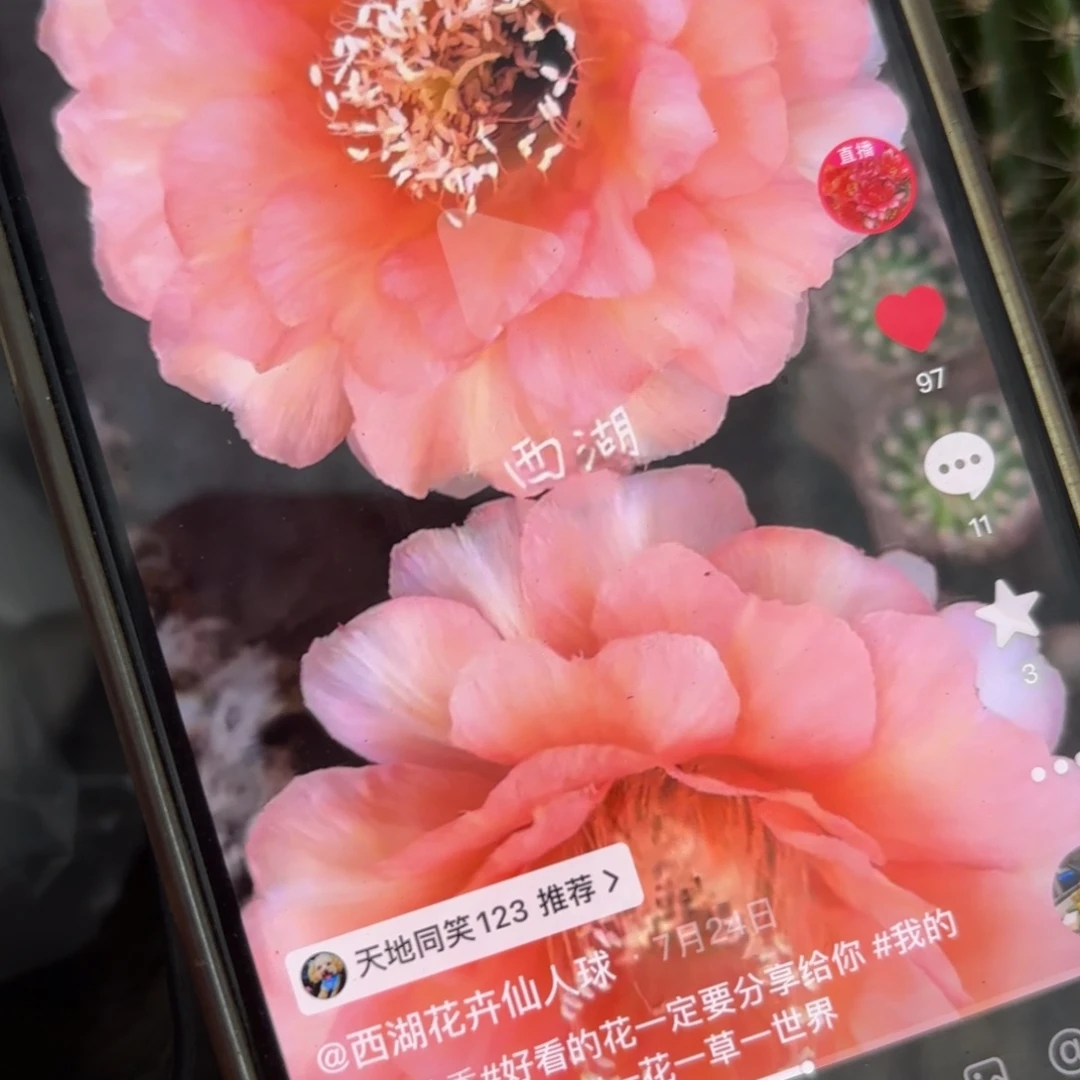 温柔彩/侧牙歪20包邮5公分左右8