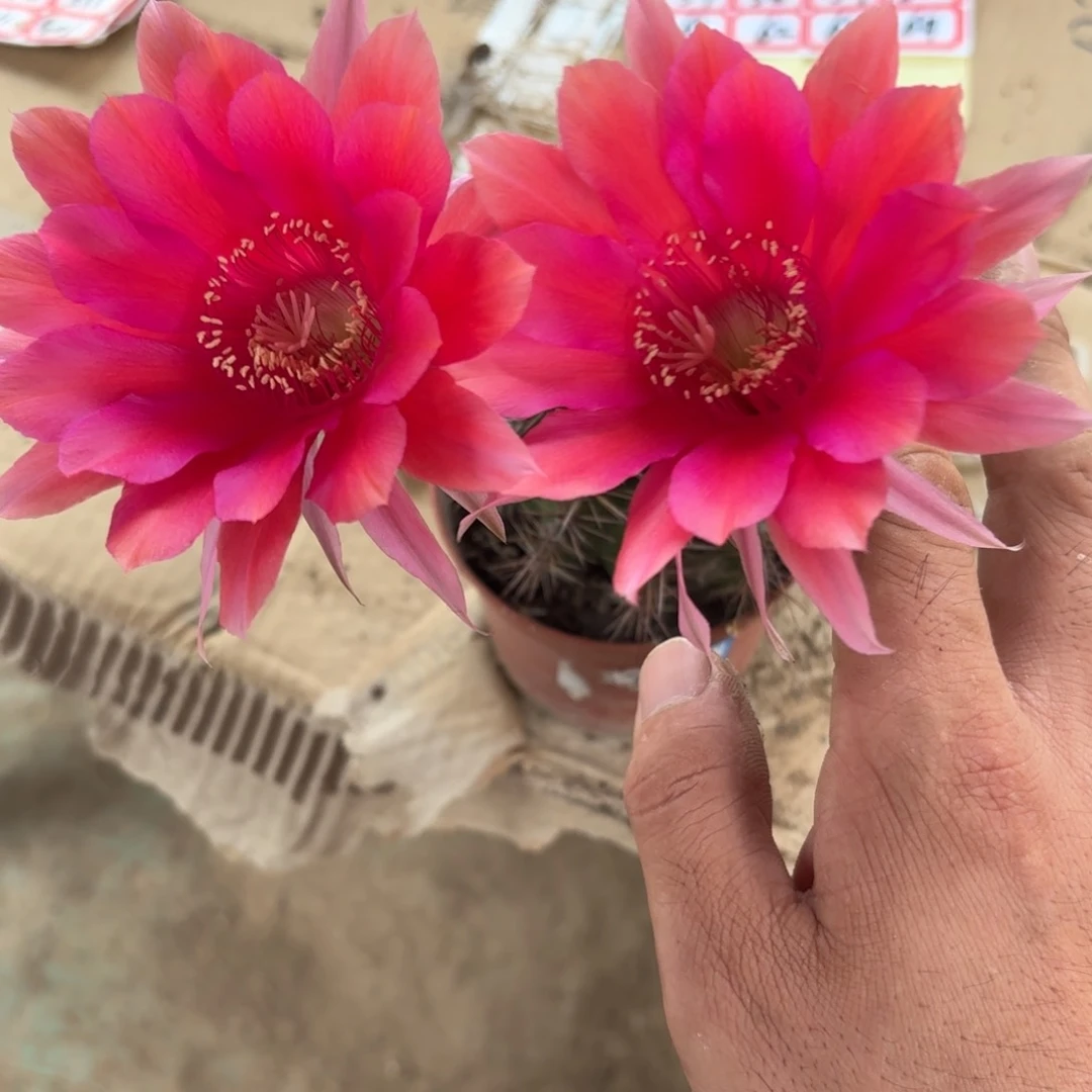 56 实生球脱花脱土