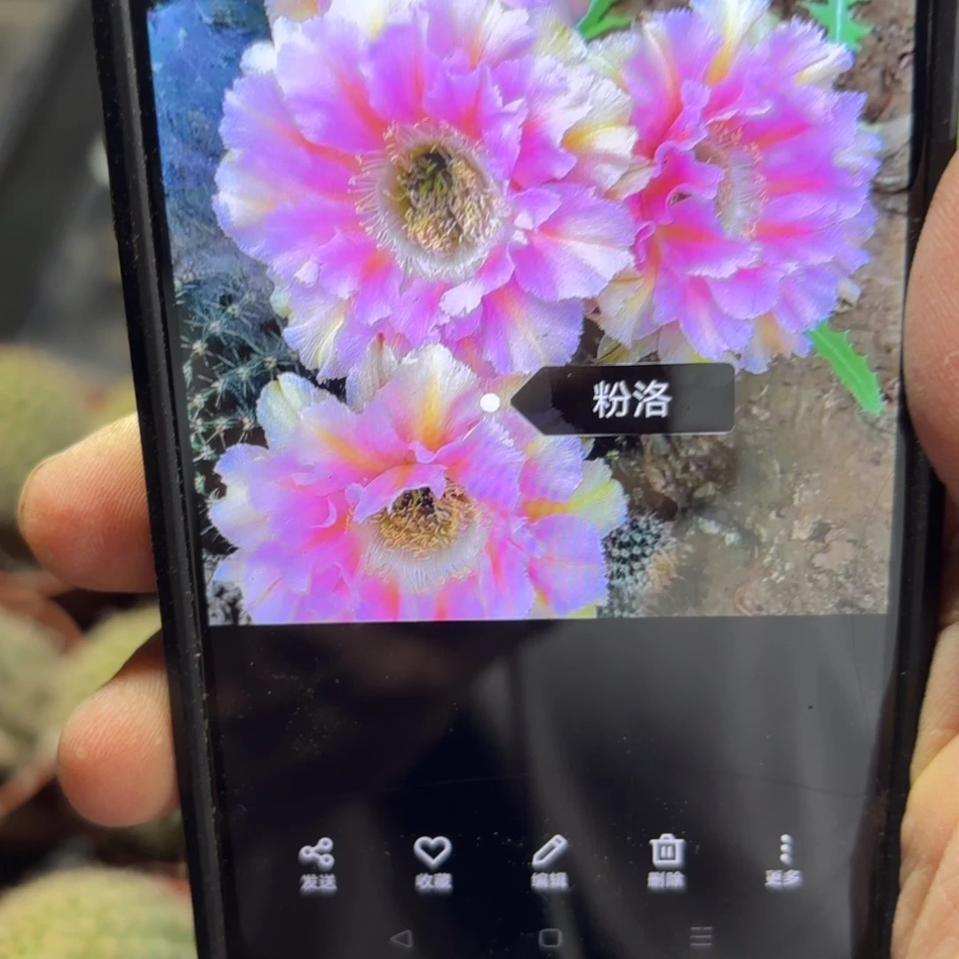 粉洛彩/侧牙歪20包邮5公分左右53