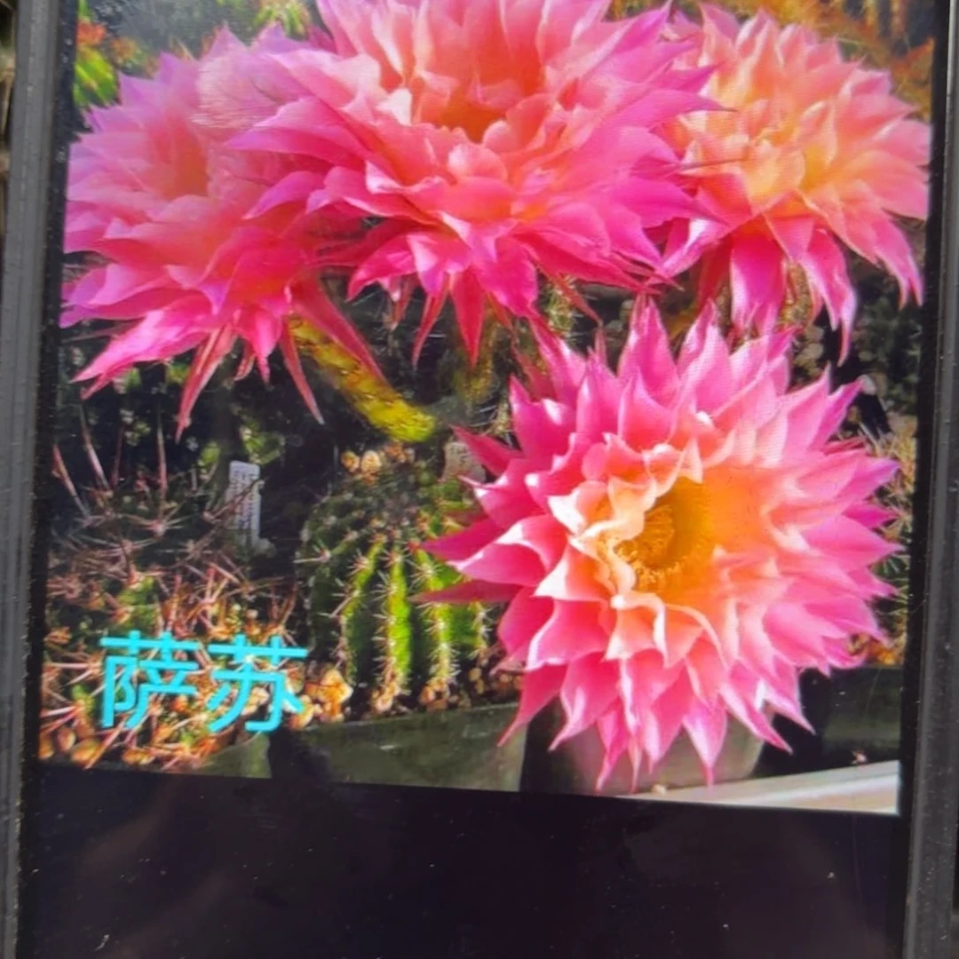 萨苏彩/侧牙28包邮5公分左右花11