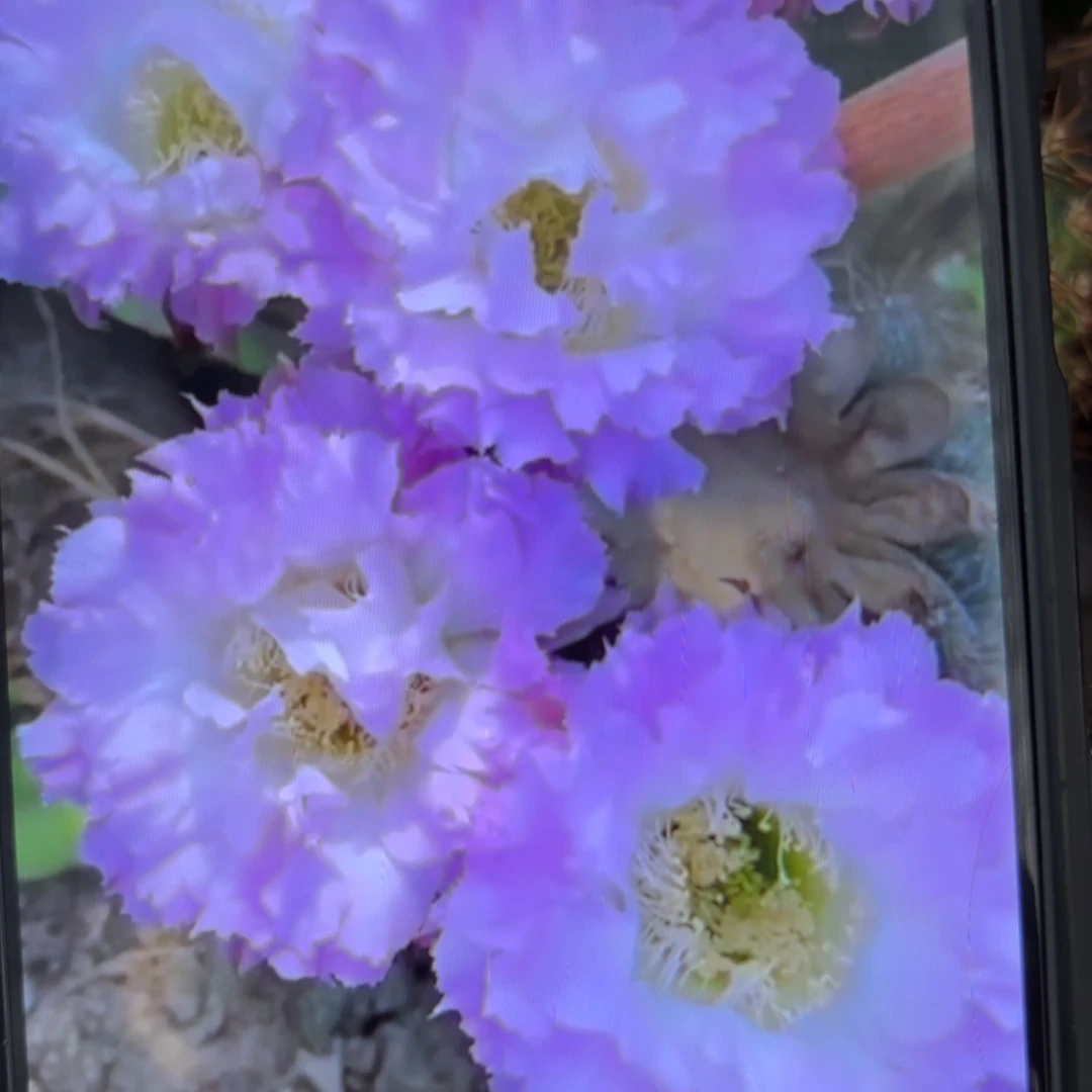 粉可可彩/侧牙歪20包邮5公分左右47