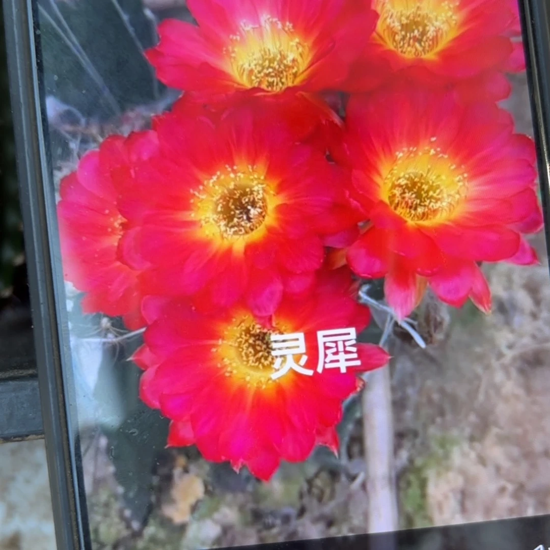 灵犀丽花/20包邮仙人球侧牙15