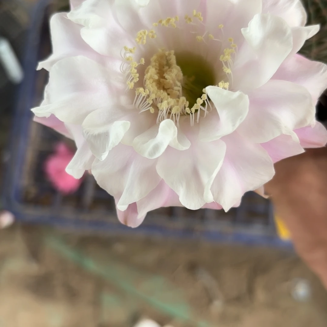291 实生球20包邮脱花脱土