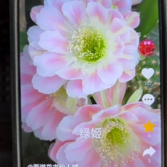 绿姬丽花/侧牙歪28包邮4公分左右4号