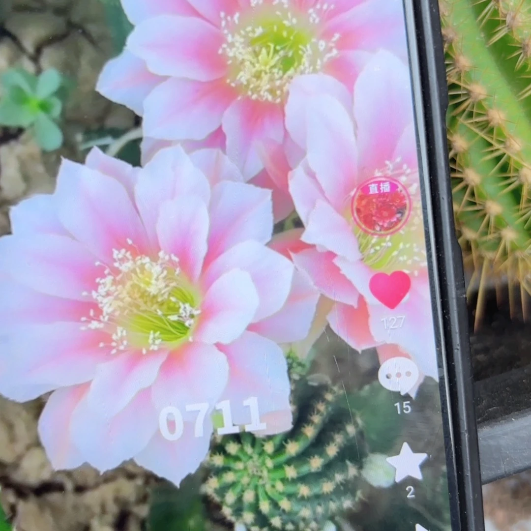 0711丽花/侧牙歪/20包邮5公分左右24