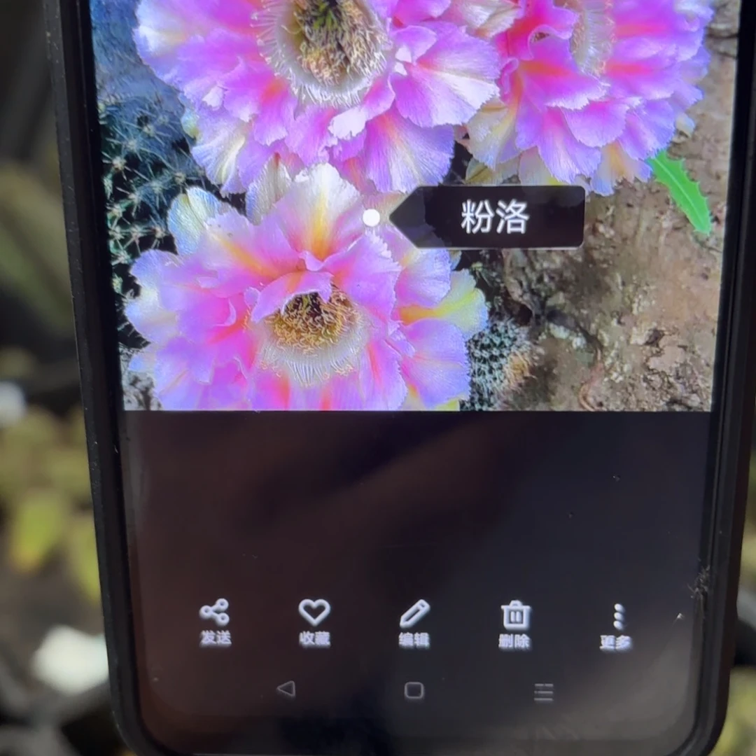 粉落彩/20包邮仙人球38