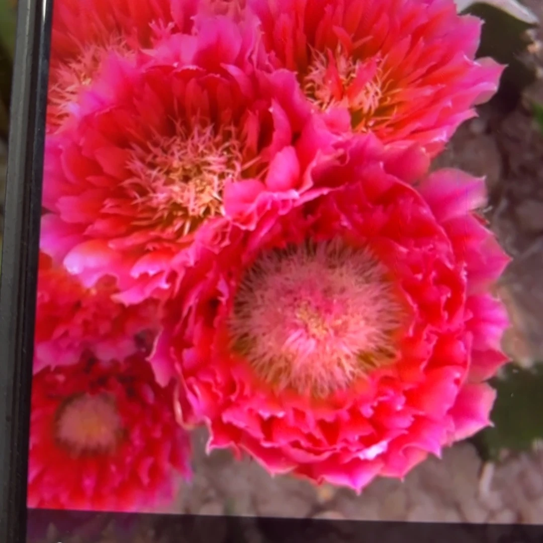 史蒂夫侧牙歪29包邮5公分左右8花