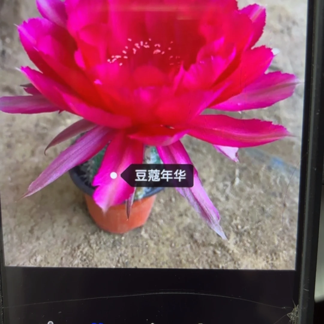 豆蔻年华9 侧牙歪20包邮